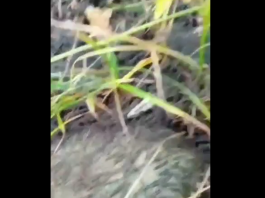 VIRAL! Jutaan Udang Kecil Mendadak Naik ke Daratan di Gorontalo