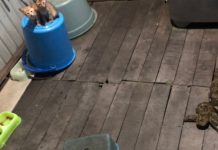 Nyaris Mangsa Dua Kucing Warga, DPKP Banjar Tangkap Phyton di Handil Nagara Gambut