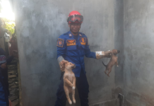 Meresahkan Warga, Tim Animal Rescue DPKP Banjar Evakuasi Anjing Liar di Jalan Menteri 4 Martapura