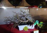 Sukses Festival Bonsai 2023 Banjarbaru, PPBI Akan Adakan Pameran Skala Nasional