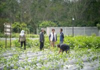 Berkat Electrifying Agriculture PLN, Korban PHK di Desa Simpang Empat Pengaron Jadi Petani Sukses