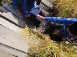 VIDEO Terperosok di Titian Kayu, Syamsir Rahman : Perjuangan Kawal Petani Takkan Surutkan Langkah