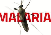 Hati-hati Gigitan Nyamuk saat Suhu Udara Meningkat Seperti Sekarang Ini