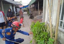 Ular Tali Picis 80 Sentimeter Resahkan Warga Gang Mawar Gambut