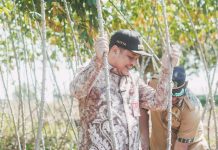Wali Kota Banjarbaru Panen Raya Singkong di Sungai Ulin