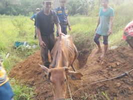 Sapi Radiansyah Tercebur ke Sumur Saat Makan Rumput, Tim DPKP Banjar Segera Evakuasi