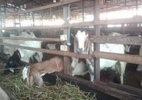 Jelang Idul Adha, Hewan Kurban di Kampung Arab Banjarmasin Ramai Pembeli, Kambing Rp2,7 Juta, Sapi 16,5 Juta