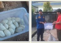 Ular Piton Bersarang di Rumah Warga, Tim Animal Rescue DPKP Banjar Lakukan Evakuasi