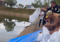 Puluhan Ribu Bibit Ikan Baung Dilepas di Danau Bandara Syamsudin Noor