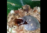Hiii, Ada Kecoa Berukuran Besar Dalam Nasi Goreng Bungkusan