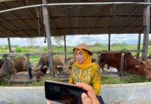 Disbunak Kalsel Pastikan Stok Hewan Kurban Tercukupi