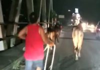 Viral 7 Sapi Kurban Kabur, 1 Masuk Parit