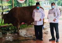 Kalsel Dapat Batuan Sapi Kurban dari Presiden Jokowi, Beratnya Capai 1 Ton