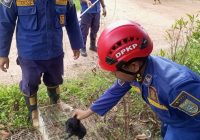 DPKP Banjar Berikan Vaksin Rabies pada Anak Anjing yang Terjebak di Selokan