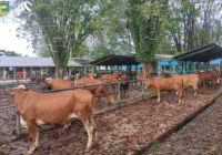 Bolehkah Menjual Daging Kurban dan Panitia Memasak Dagingnya? Simak Penjelasan Ini