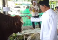 Sapi Bantuan Jokowi di Masjid Raya Sabilal Muhtadin Tidak Disembelih Hari Ini
