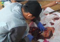 Hukum Daging Kurban untuk Acara Walimah Perkawinan