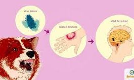 Gejala Rabies pada Anak, Bila Tak Ditangani Segera Si Kecil Bisa Hydrophobia