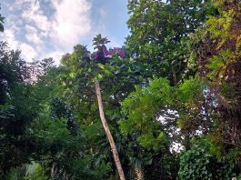 Dua Atlet Paralayang Tersangkut di Pohon