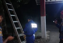 DPKP Banjar Evakuasi Sarang Tawon Resahkan Warga Bincau