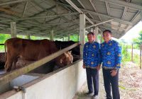 UPDT Kesehatan Ternak Balangan Cek Hewan Kurban Jelang Idul Adha