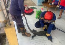 Biawak Masuki Rumah Warga di Sungai Sipai Martapura
