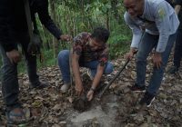 Peringati Hari Lingkungan Hidup Sedunia, PT PLN UIP3B Tanam 217 Pohon