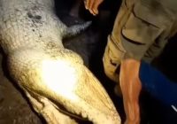 Buaya Terkam Ibu Hamil Ditangkap Warga