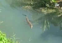 Buaya Muncul di Sungai Guntung Jingah Banjarbaru