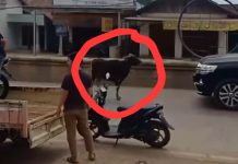 Video Sapi Lepas di Sungai Danau Buat Macet Jalan