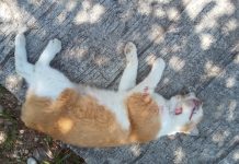 Diduga Teror Rekan Bisnis, Jasad Kucing Dipaku di Pohon Depan Rumah Warga di Perumahan