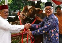 Sapi Kurban Wapres Berat 1,1 Ton Diserahkan ke Masjid Istiqlal
