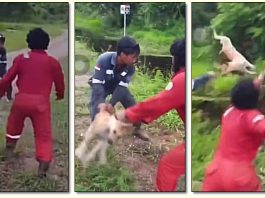 Fakta di Balik 3 Pria Lemparkan Anjing ke Buaya di Nunukan, Dipecat dari Kerja dan Terancam Penjara