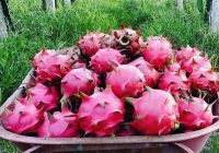 4 Buah Aman Dikonsumsi Bagi Penderita Asam Lambung