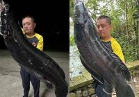 Pemancing Taiwan Tangkap Ikan Gabus Raksasa, Beratnya Memecahkan Rekor Dunia