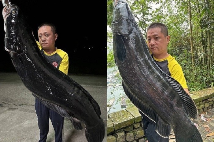 gabus-raksasa-di-taiwan
