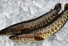 Disebut Top Predator, Amerika Perintahkan Bunuh Semua Ikan Gabus