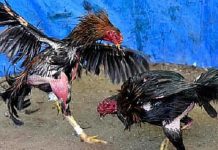 Viral Kasus Judi Sabung Ayam di Gambut, Polres Banjar: Diambilalih Polda Kalsel