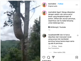 VIDEO Viral Ular Menggelayut di Pohon Kekenyangan, Warga Curiga Habis Memangsa Babi Hutan
