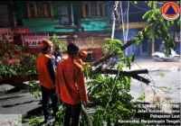Akibat Hujan Deras dan Angin Kencang, Pohon Trambesi di Jalan Kolonel Sugiano Tumbang