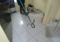 Malam-malam, Warga Komplek Fitria Jaya Residence Martapura Panik Rumahnya Dimasuki Ular Kobra
