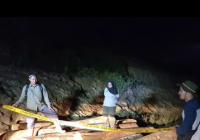 Kayu Tak Bertuan Ditemukan Dishut Kalsel di Dua Lokasi, Diduga Hasil Penebangan Ilegal