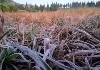 Cuaca Ekstrem, Rerumputan di Dataran Tinggi Dieng Membeku