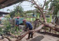 Pohon Tumbang Tepat di Depan Rumah Warga di Tanjung Rema Darat, DPKP Merapat