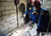 DPKP Banjar Bongkar Lantai Dapur Warga Sungai Sipai, Temukan Kobra 1 Meter