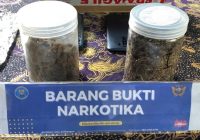 Waspada! Cara Baru Peredaran Narkoba, Ganja Bentuk Kue Kering Cokelat, Diungkap BNN Balikpapan
