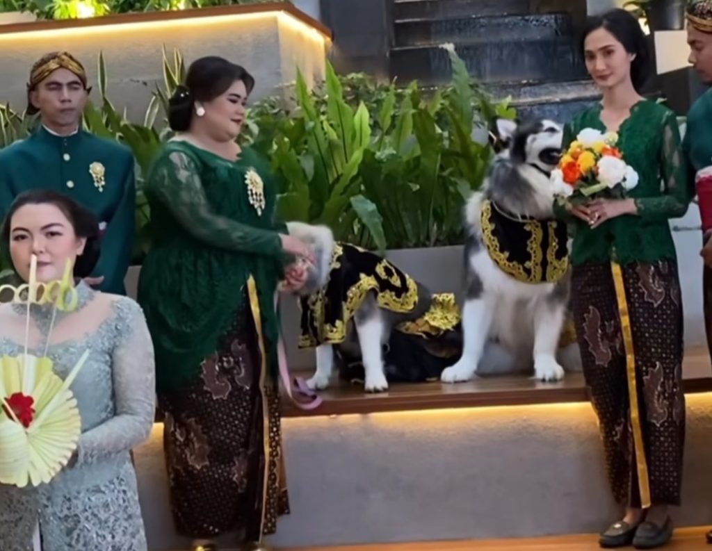 16072023_pernikahan anjing