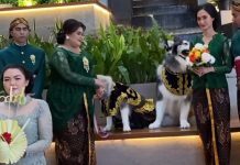 Viral Pernikahan Anjing Pakai Adat Jawa Habiskan Ratusan Juta?