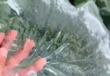 Bukan Salju, Fenomena Dataran Tinggi Dieng Adalah Embun Beku