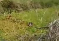 Video Wanita Pekerja Sawit Diterkam Buaya di Ketapang Kalbar